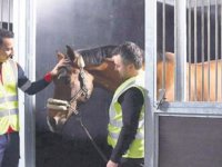 THY Kargo Hayvan Taşımacılığı Birliği'ne üye oldu