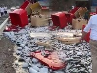 TIR'ın kapağı açıldı, tonlarca balık yola saçıldı